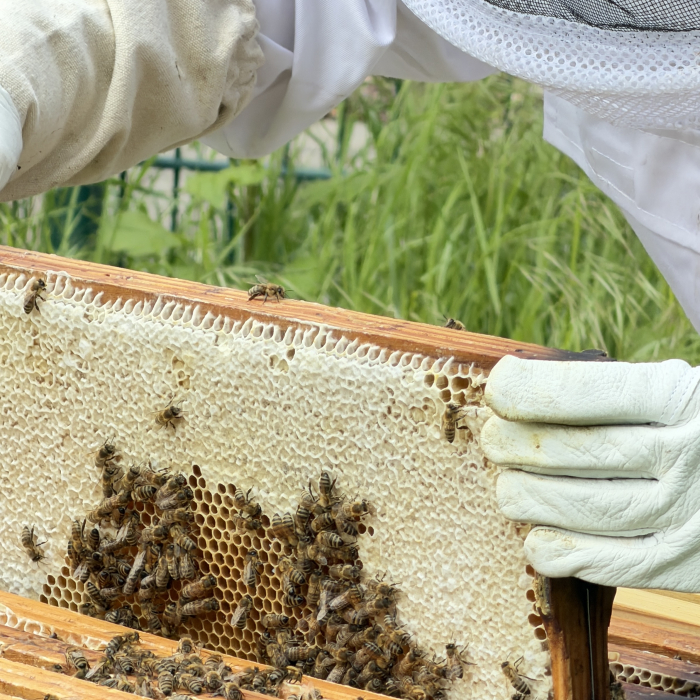 bienen_ag_1.jpeg
