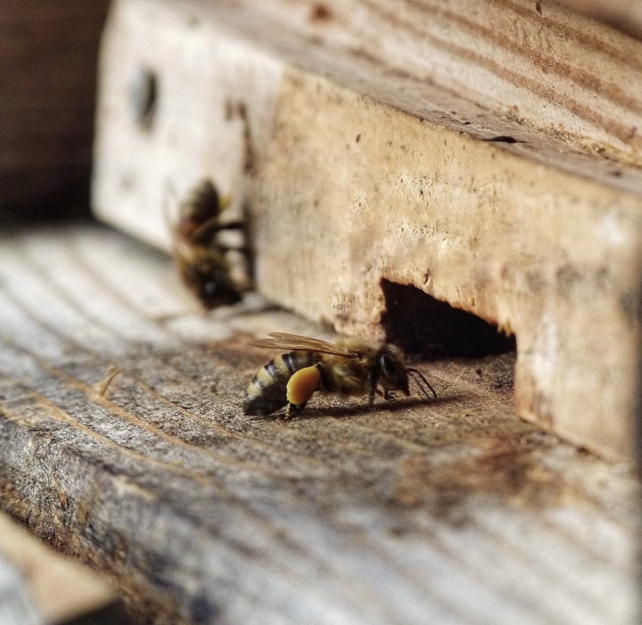 bienen_ag_2.jpeg